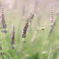 Lavender Essential Oil