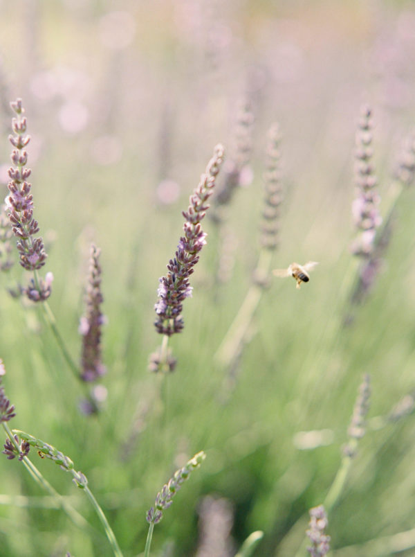 Lavender Essential Oil